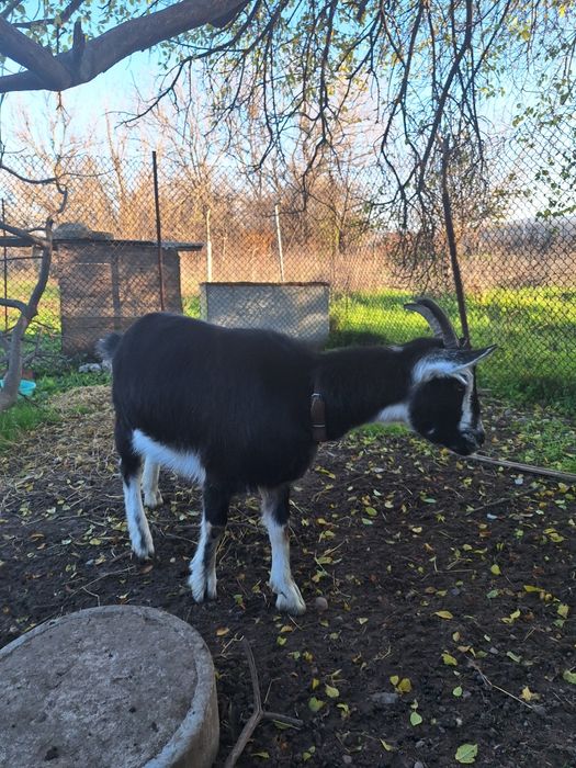 Продавам женско яре порода бритиш алпин