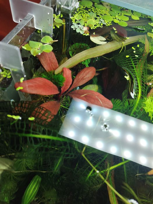 Продам самолус красный.