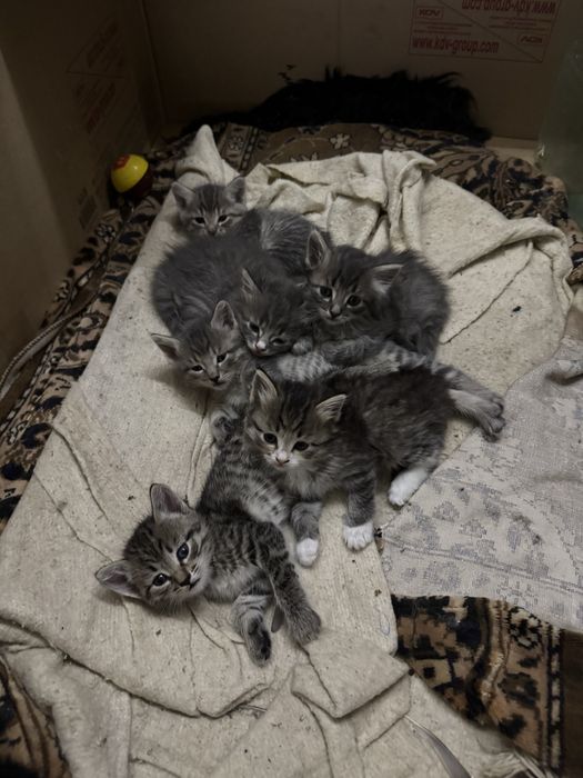 Отдам котят в добрые руки