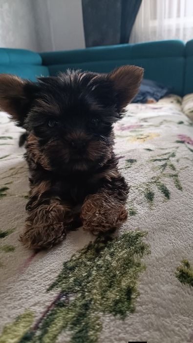 Yorkshire terrier mini toy