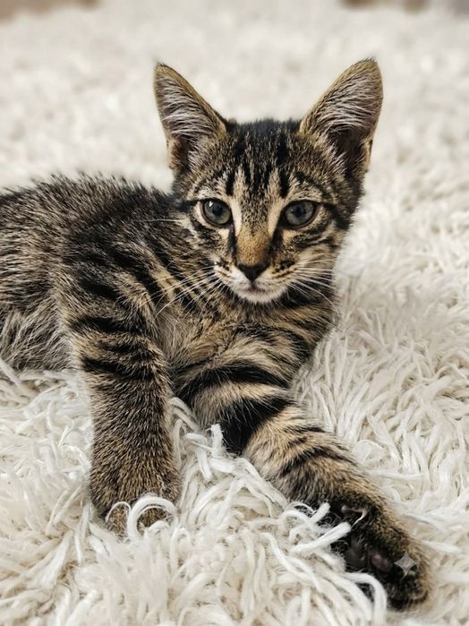 Отдам котенка в добрые руки