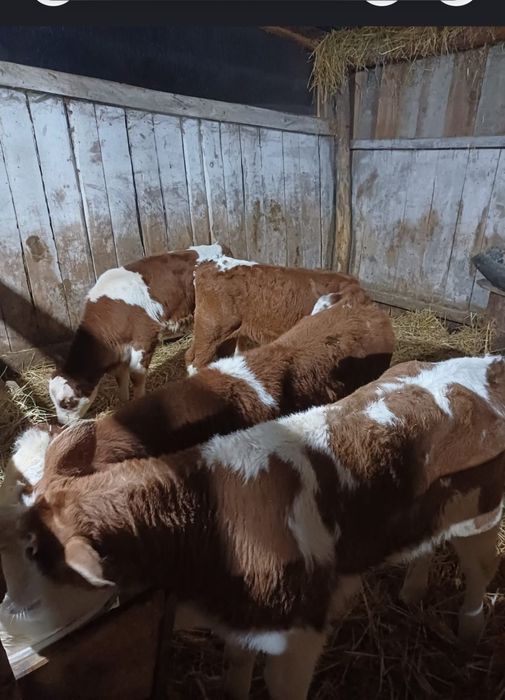 Vand vitei de rasa de carne asigur transport!!