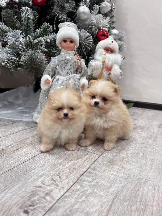 Чудесные щенки мини шпиц  девочка и мальчик