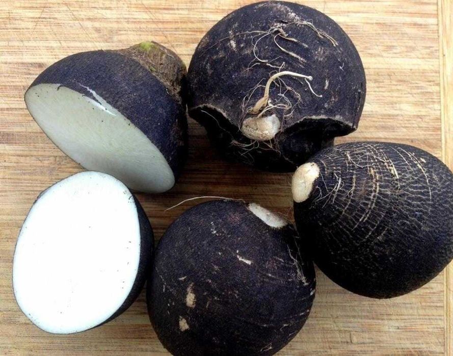 Черная редька Дачная-1300ТГ