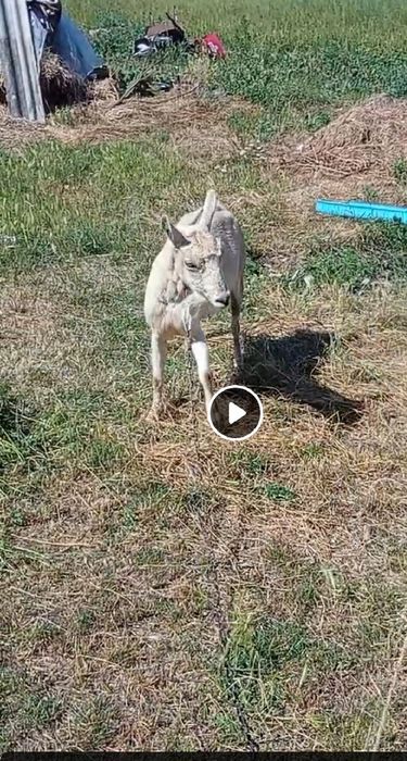 Dau la schimb pe vițel sau vițică
