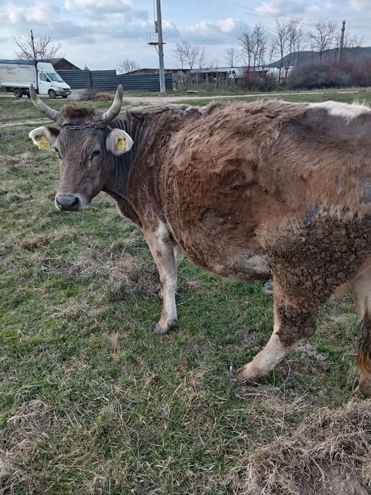 De vanzare vaci gestante