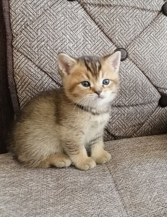 Мушукчалар сотилади британский шиншилла голд и силвер. Sotiladi mushuk