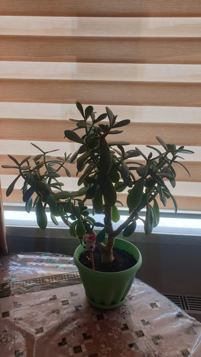 Продаётся денежное деревце ТОЛСТЯНКА