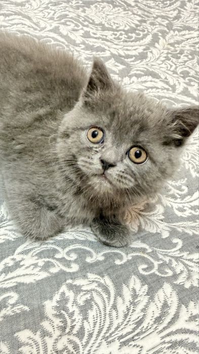 Британские котята