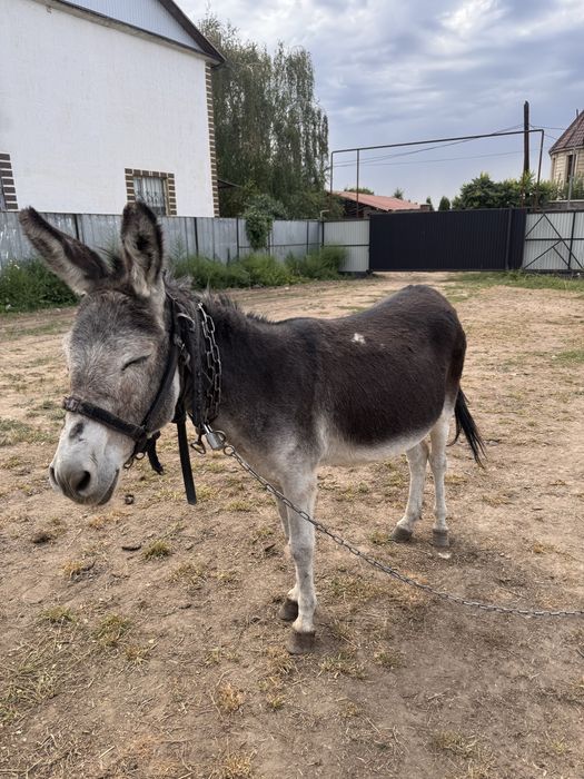 Продам ишака 10лет