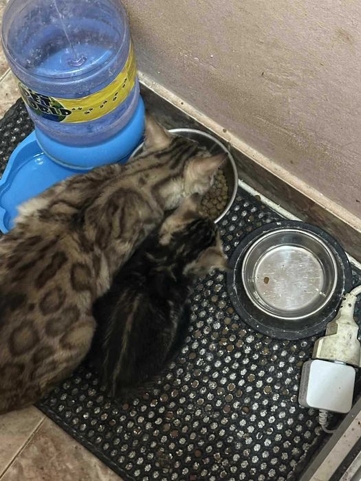 Бенгалски котета