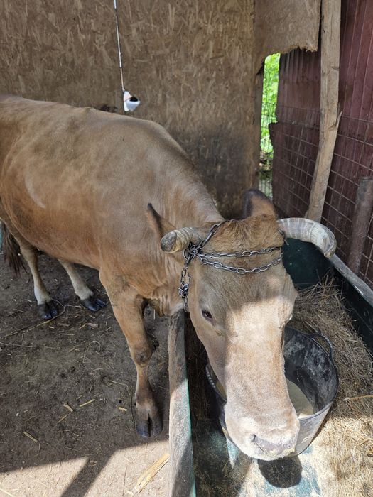 Vaca de vanzare  de 4 vitei