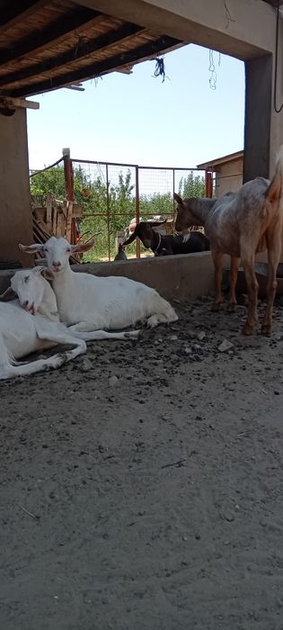 Capre,iezi și țapi de vânzare