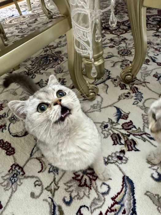 Britanski skotish fold ( strayd) shinshila