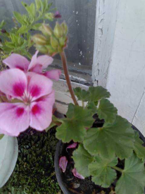 Мушкато Сакъзи и Кралско мушкато