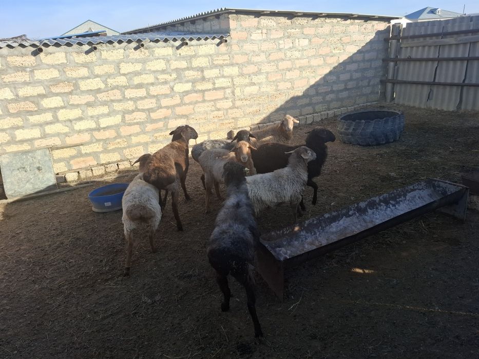 Қойлар бар саттықта