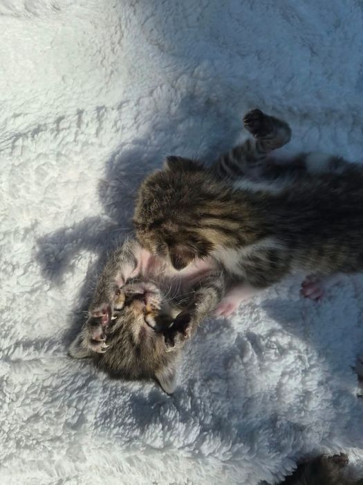 Котята в добрые руки. Срочно!