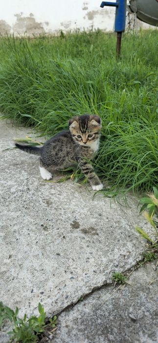 Продаются вислоухие котята