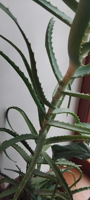 Алоэ лечебное,столетник,5 лет