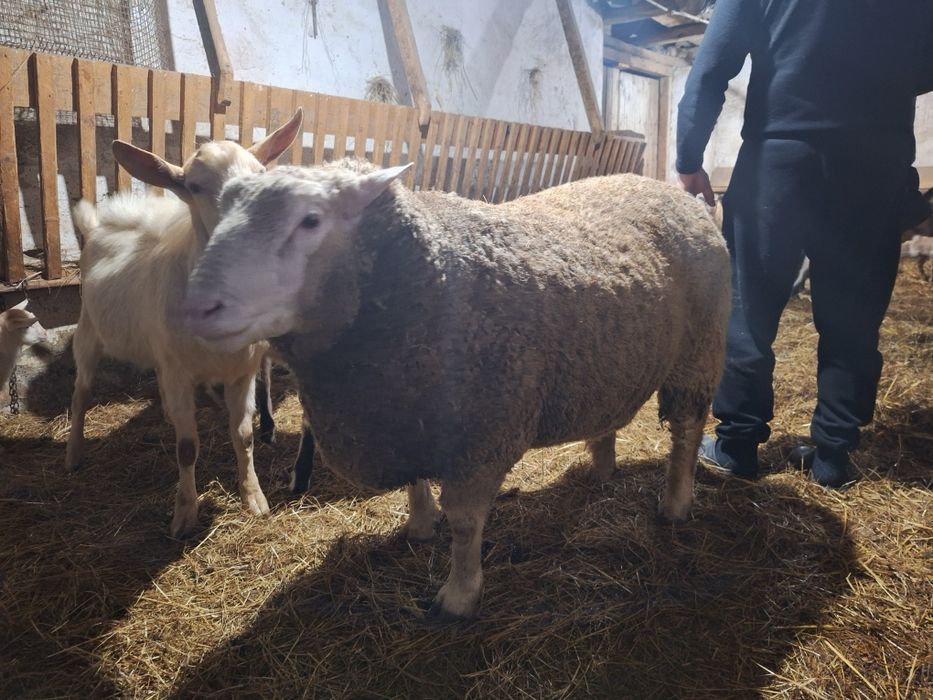 Vand berbec ile de france