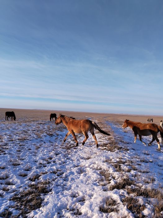 Айғыр МЗ сатылады.