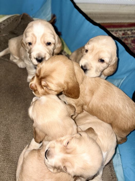 Щенки английского кокер-спаниеля