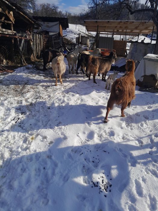 Capre tinere gestante