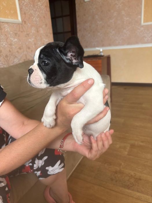 Французские бульдоги.