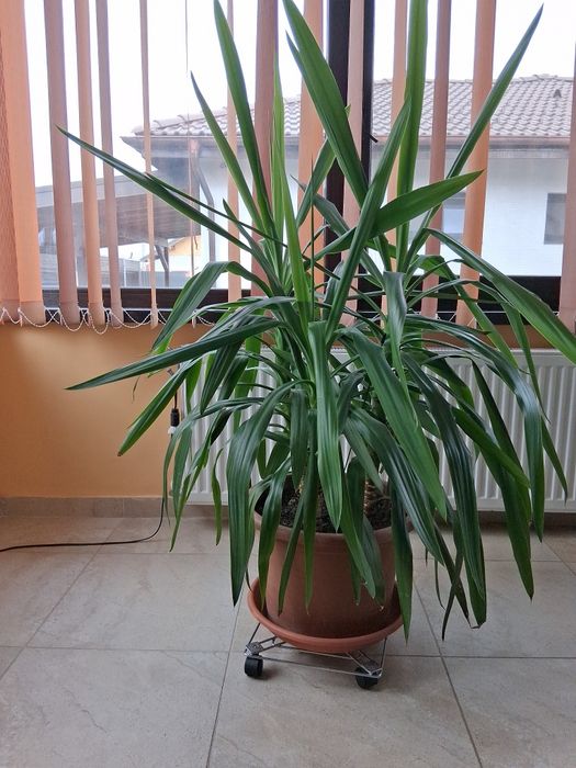 Vand plante ornamentale