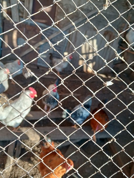 Оптом продам петушков