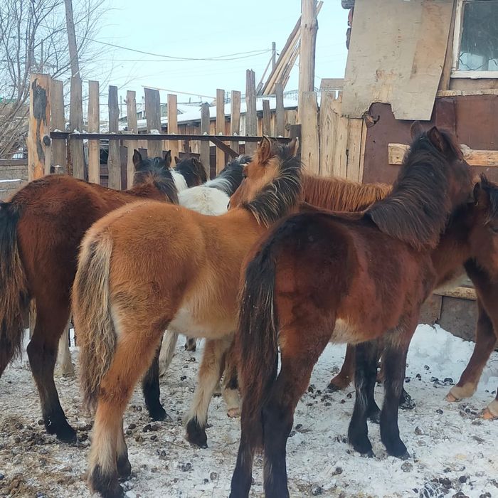 Жеребята 8 голов доставка