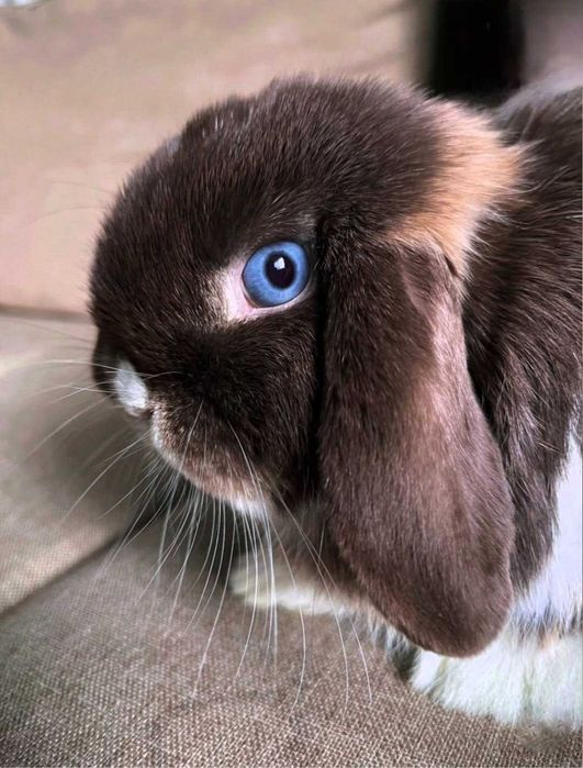 Iepurasi pitic berbec german - mini lop