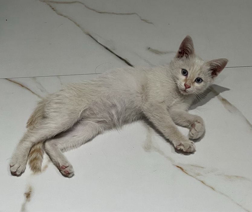 Ищем дом котенку