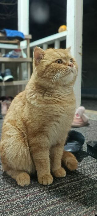 Skotish strayt shotland