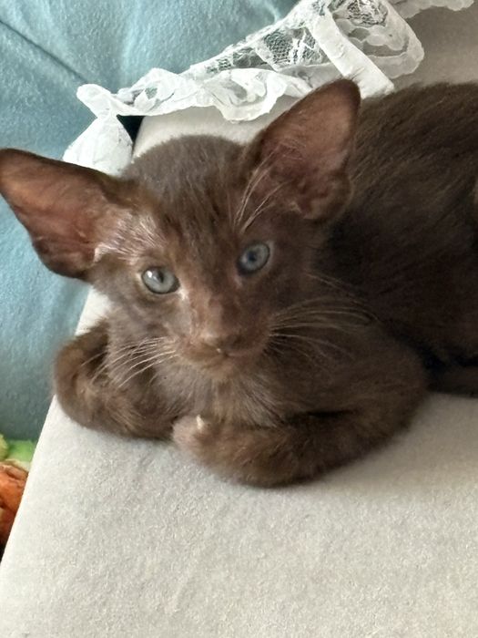 Продам ориентальных малышей