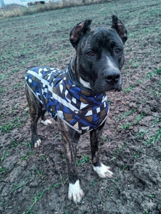 СРОЧНО! Кане-Корсо ТИГРОВЫЙ ГИГАНТ (60 см в холке)