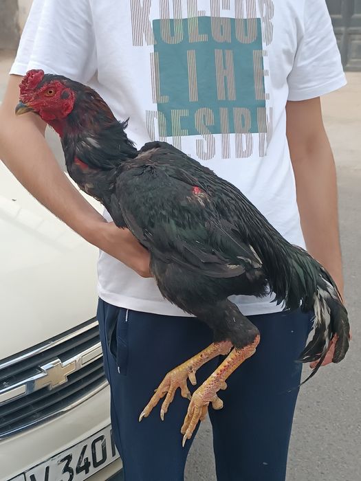 Dakan xoroz sotiladi