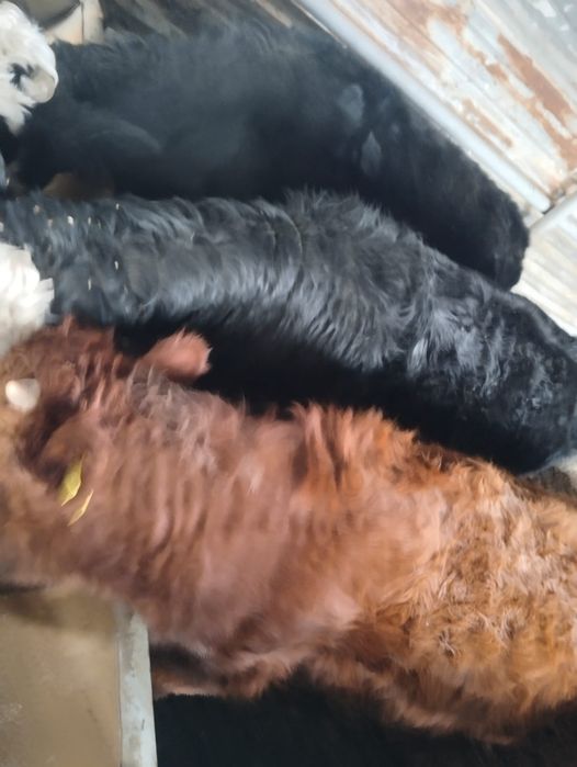 Бычки подсос откормленные