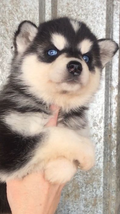 красотка хаски девочке 40 дней