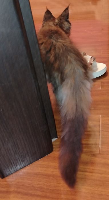 Băiețel Maine Coon XXL