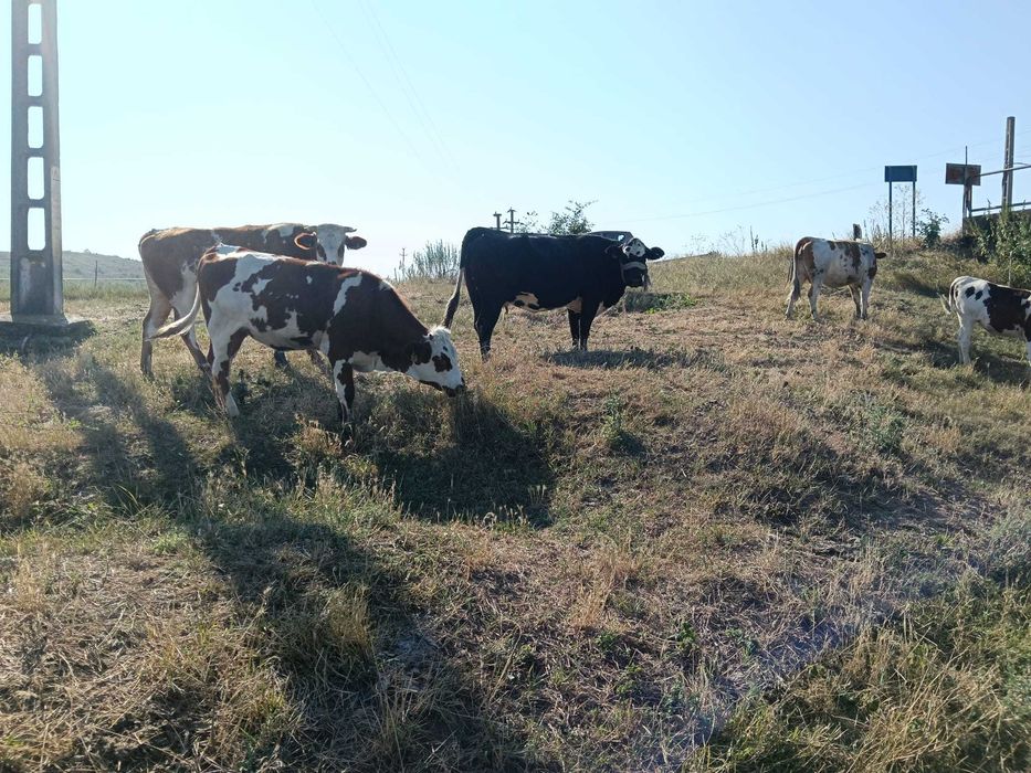 Vând Vaci și Viței din Iași, Belcești