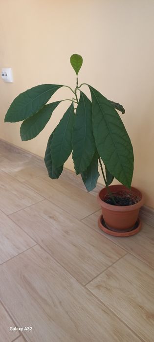 Vând plante aloe vera, avocado