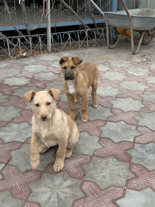 Два щенка дам бесплатно