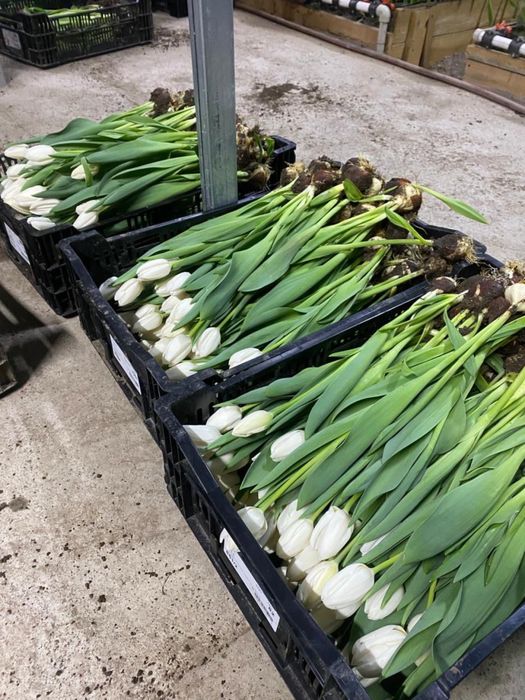 Тюьлпаны для корпаратива