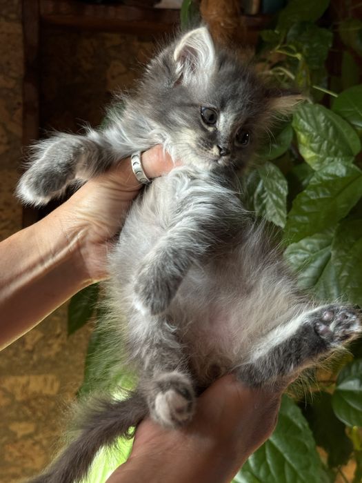 Котенок, в добрые руки
