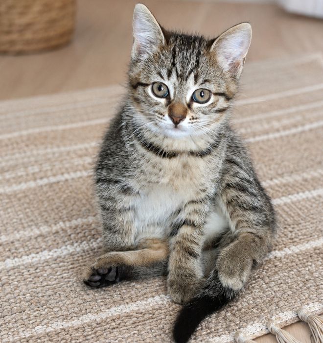 Отдам котят в добрые руки