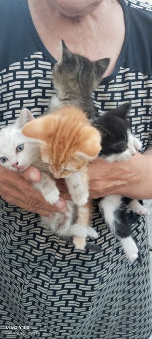 Добрый кот подарок бесплатно
