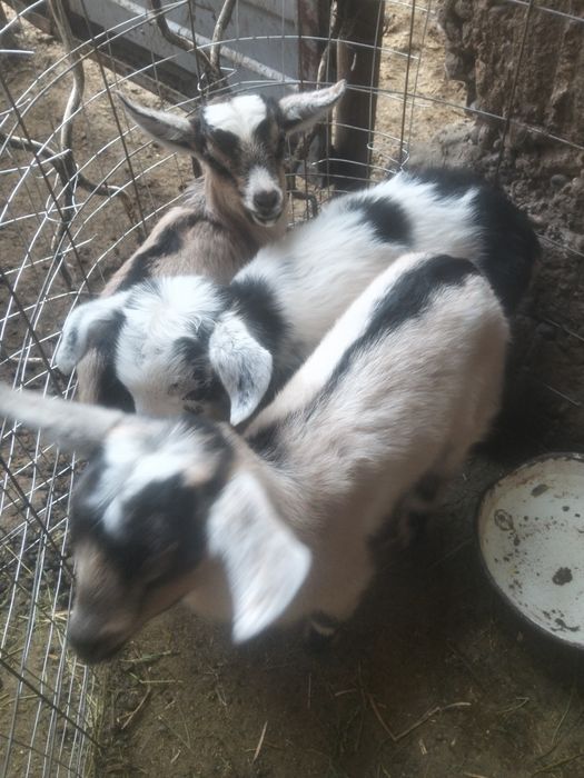 Продам 3их козлят
