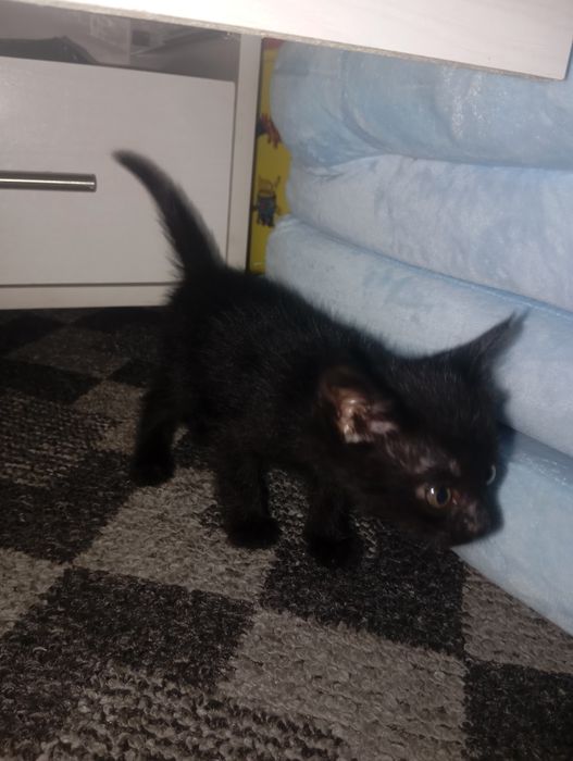 Котята. Отдам в добрые руки