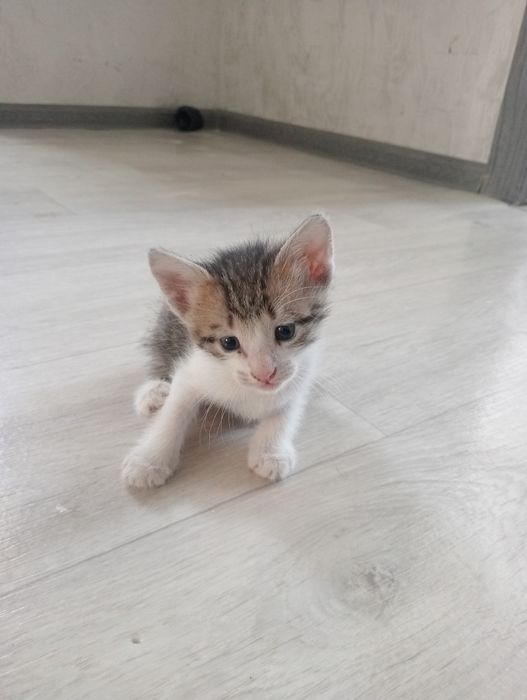 Отдам в добрые руки котят